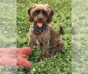 Poodle (Miniature)-Unknown Mix Dogs for adoption in Pacolet, SC, USA