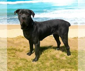 Mutt Dogs for adoption in Glen Allen, VA, USA