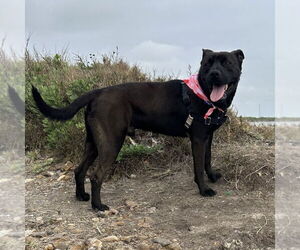 Labrador Retriever-Unknown Mix Dogs for adoption in Rockaway, NJ, USA