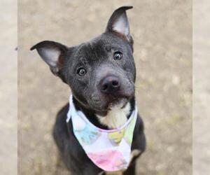 American Pit Bull Terrier-Unknown Mix Dogs for adoption in San Antonio, TX, USA