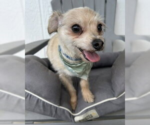 Mutt Dogs for adoption in Corona, CA, USA