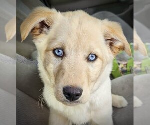 Small Huskies -Labrador Retriever Mix