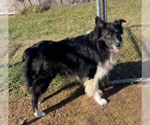 Border-Aussie Dogs for adoption in Lewisburg, WV, USA