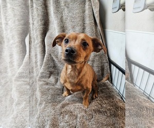 Chiweenie Dogs for adoption in El Centro, CA, USA