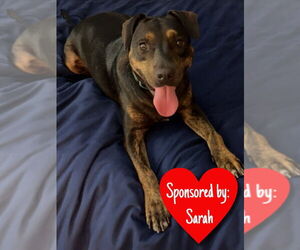 Mutt Dogs for adoption in San Leon, TX, USA