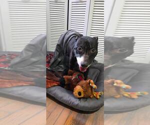Mutt Dogs for adoption in Crete, IL, USA