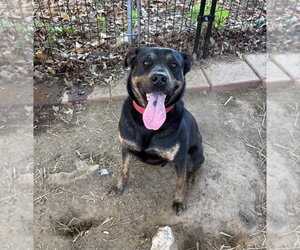 Rottweiler-Unknown Mix Dogs for adoption in Woodbury, NY, USA