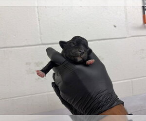 Mutt Dogs for adoption in San Bernardino, CA, USA