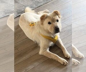Chinese Shar-Pei Dogs for adoption in Lee's Summit, MO, USA
