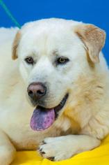 Medium Photo #1 Labrador Retriever-Unknown Mix Puppy For Sale in Johnson City, TN, USA