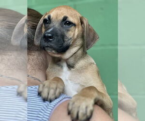 Mutt Dogs for adoption in Elmsford, NY, USA