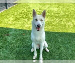 German Shepherd Dog-Siberian Husky Mix Dogs for adoption in Orange, CA, USA