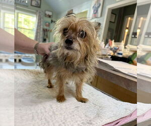 Mutt Dogs for adoption in Benton, LA, USA