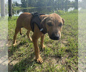 Labrador Retriever-Unknown Mix Dogs for adoption in Tarrytown, GA, USA