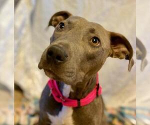 American Pit Bull Terrier Dogs for adoption in Mechanicsburg, PA, USA