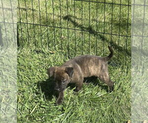 Labrador Retriever-Unknown Mix Dogs for adoption in Lakewood, CO, USA