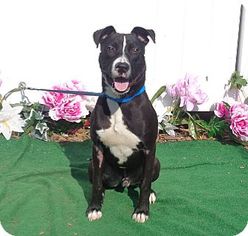 Boxador Dogs for adoption in Potomac, MD, USA