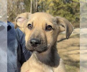 Mutt Dogs for adoption in Yardley, PA, USA