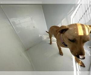 Chihuahua Dogs for adoption in Houston, TX, USA