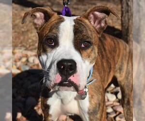 Boxer Dogs for adoption in Aurora, CO, USA