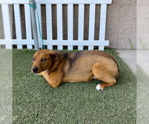 Shepweiller Dogs for adoption in Modesto, CA, USA