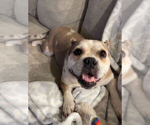 Bulldog-Unknown Mix Dogs for adoption in Las Vegas, NV, USA