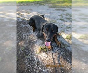 Doberman Pinscher Dogs for adoption in Palmetto, FL, USA