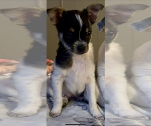 Chihuahua-Unknown Mix Dogs for adoption in Coralville, IA, USA