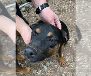 Small German Shepherd Dog Mix