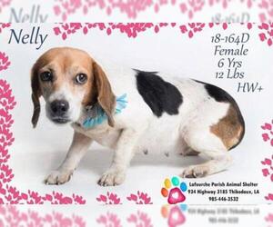 Beagle Dogs for adoption in Thibodaux, LA, USA
