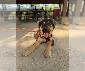 Rottweiler-Unknown Mix Dogs for adoption in Mundelein, IL, USA