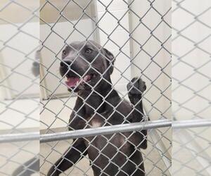 Mutt Dogs for adoption in Temple, TX, USA