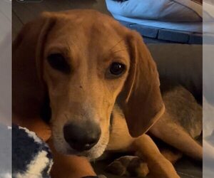 American Foxhound-Beagle Mix Dogs for adoption in Sanderson, FL, USA