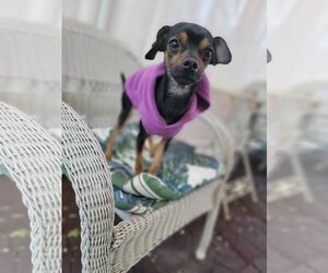 Miniature Pinscher-Unknown Mix Dogs for adoption in Sandy, UT, USA