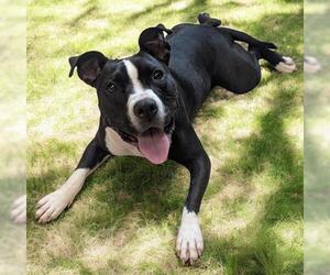 American Pit Bull Terrier Dogs for adoption in Akron, OH, USA