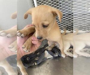 Chihuahua Dogs for adoption in Bakersfield, CA, USA