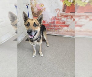 German Shepherd Dog Dogs for adoption in San Bernardino, CA, USA