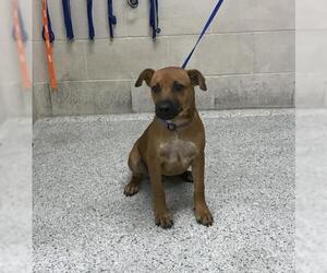 American Pit Bull Terrier-Unknown Mix Dogs for adoption in Conroe, TX, USA