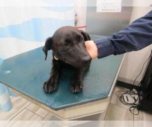 German Shorthaired Lab Dogs for adoption in Mobile, AL, USA