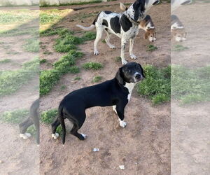 Bulldog-English Springer Spaniel Mix Dogs for adoption in Chatham, VA, USA