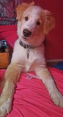Medium Photo #1 Australian Shepherd-Great Pyrenees Mix Puppy For Sale in Colorado Springs , CO, USA