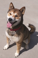 Shiba Inu Dogs for adoption in Shaftsbury, VT, USA