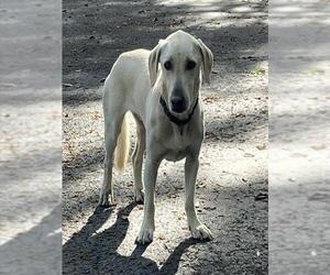 Labrador Retriever-Unknown Mix Dogs for adoption in Tavares, FL, USA