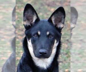 German Shepherd Dog Dogs for adoption in Hoffman Estates, IL, USA