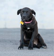 Medium Photo #1 Labrador Retriever-Unknown Mix Puppy For Sale in Sandy, UT, USA