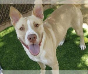 American Staffordshire Terrier-Siberian Husky Mix Dogs for adoption in Tallahassee, FL, USA