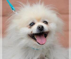 Pomeranian Dogs for adoption in Pittsburg, CA, USA