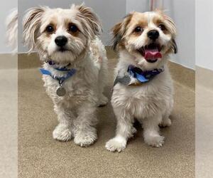 Mal-Shi Dogs for adoption in Aurora, CO, USA