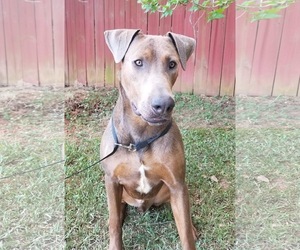 Rotterman Dogs for adoption in Social Circle, GA, USA