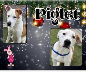 American Pit Bull Terrier-Unknown Mix Dogs for adoption in Pearland, TX, USA